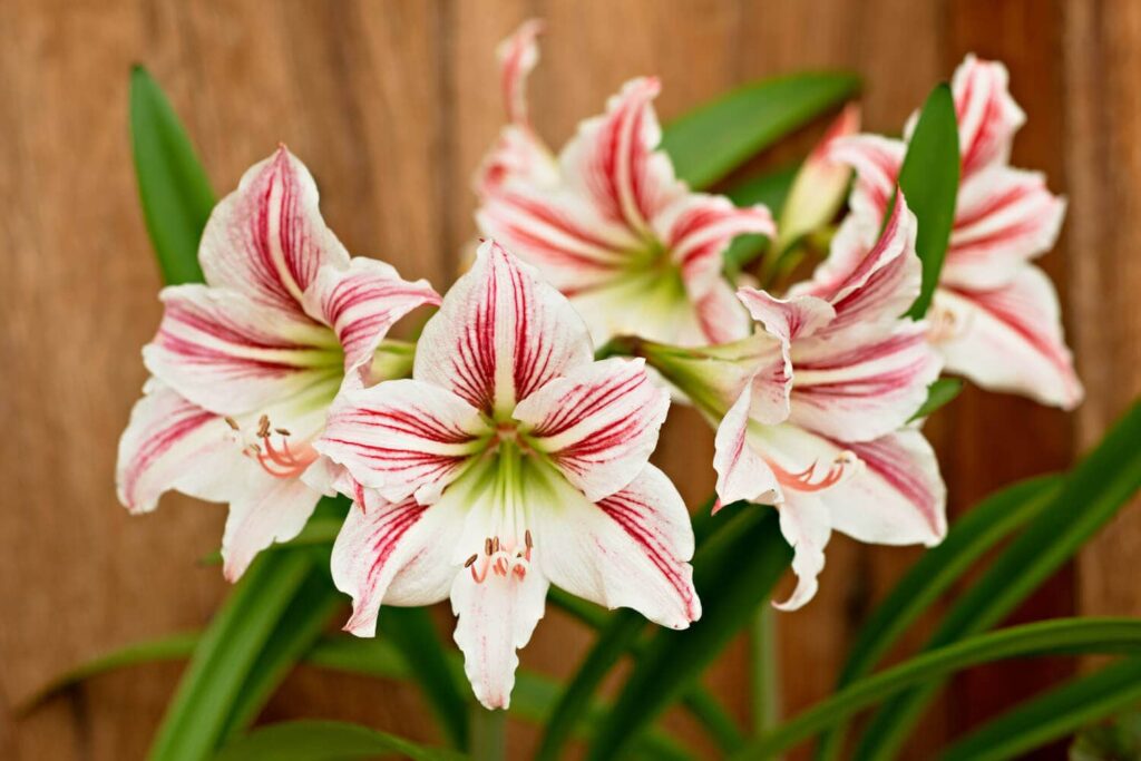amaryllis fleurs amaryllis fleurs
