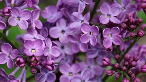 lilas fleurs lilas fleurs