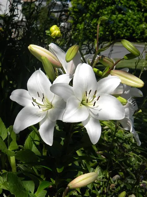 lily fleurs lily fleurs